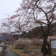 大手桜・桜開花情報