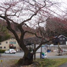 大手桜・桜開花情報