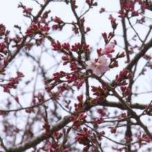 大手桜・桜開花情報