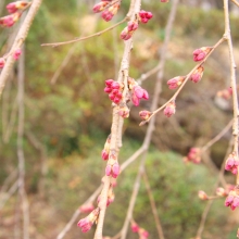 法善寺しだれ桜・桜開花情報