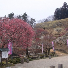 宝登山梅百花園