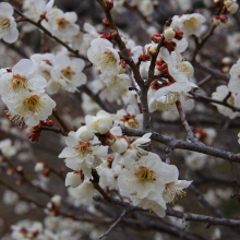 宝登山梅百花園