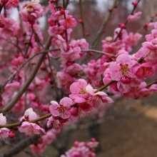 宝登山梅百花園