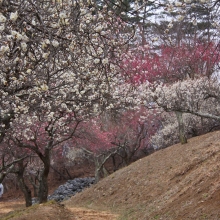 宝登山梅百花園