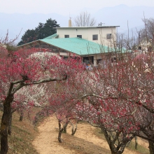 宝登山梅百花園