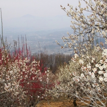 宝登山梅百花園