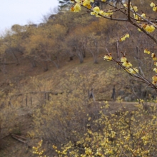 宝登山梅百花園