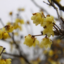 宝登山梅百花園