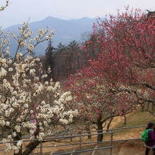 宝登山梅百花園