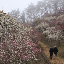 宝登山梅百花園