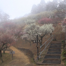 宝登山梅百花園