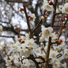 宝登山梅百花園