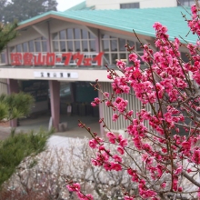 宝登山梅百花園