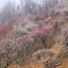 宝登山梅百花園