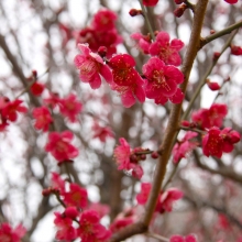 宝登山梅百花園