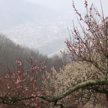 宝登山梅百花園