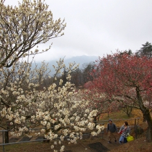 宝登山梅百花園