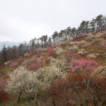 宝登山梅百花園