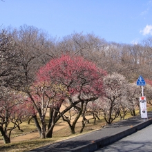 ミューズパーク梅園