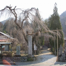 法善寺しだれ桜・桜開花情報