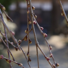 法善寺しだれ桜・桜開花情報