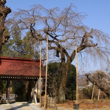 法善寺しだれ桜・桜開花情報