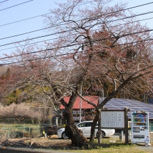 大手桜・桜開花情報