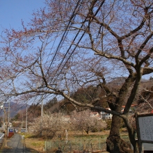 大手桜・桜開花情報