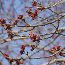 大手桜・桜開花情報