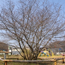 岩田桜・桜開花情報