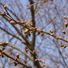 岩田桜・桜開花情報