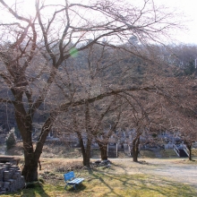 岩田桜・桜開花情報