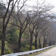 井戸の桜並木・桜開花情報