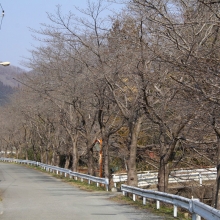 井戸の桜並木・桜開花情報