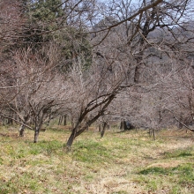 ちっちゃな桜のトンネル