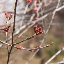 ちっちゃな桜のトンネル