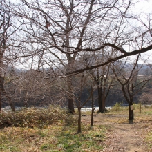 ちっちゃな桜のトンネル