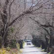 南桜通り・桜開花情報