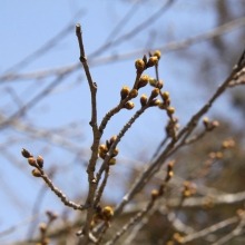 南桜通り・桜開花情報