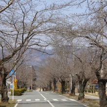 北桜通り・桜開花情報