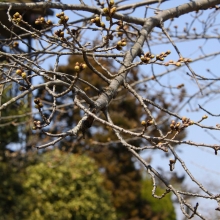 北桜通り・桜開花情報