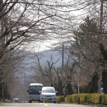 北桜通り・桜開花情報