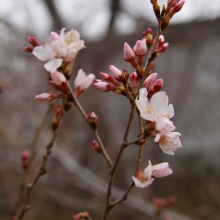 ちっちゃな桜のトンネル