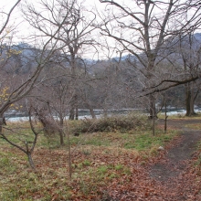 ちっちゃな桜のトンネル