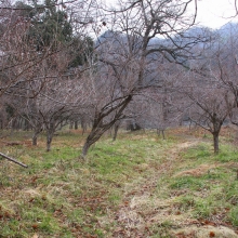 ちっちゃな桜のトンネル