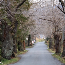 南桜通り