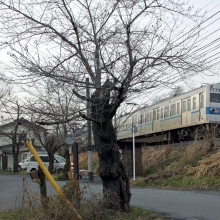 南桜通り