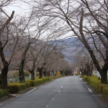 北桜通り・桜開花情報