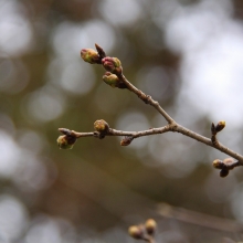 北桜通り・桜開花情報