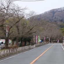 宝登山参道・桜開花情報